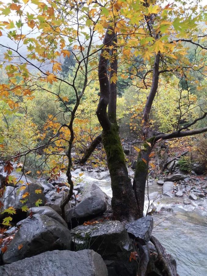 Άγρια Λούλουδα Κατοικία Αρμονία Τυμφρηστός Εξωτερικό φωτογραφία